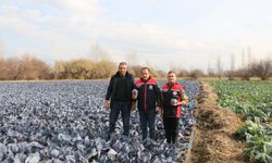 Erzincan’da Kış Ortasında Sebze Hasadı