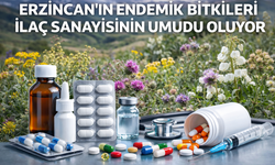 Erzincan’ın endemik bitkileri ilaç sanayisinin umudu oldu