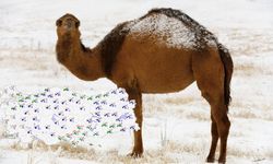 Çöle kar yağdı. Peki Erzincan'a ne zaman kar yağacak?