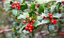 Alanı ev sahibi yapan çiçek gündemde