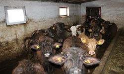 Erzincan mandacılıkta eski günlerine dönecek...