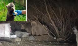 Pülümür önce yavru ayıya sahip çıktı sonra ise...