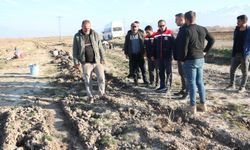 Erzincan'da 3 köye 111 bin adet dikildi...