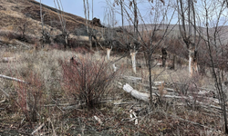 Kemah'ta domuz saldırısı: 1 kişi hayatını kaybetti