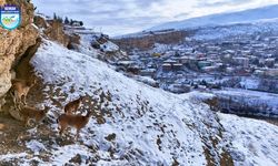 Kemah'ta Dağ Keçileri İlçenin Simgesi Haline Geldi