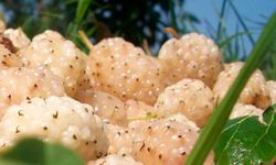 Erzincan'da Kapama Dut Bahçeleri İçin Başvurular Başladı...