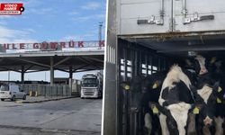 Erzincan’da damızlık gücü artıyor: Avrupa’dan Holstein takviyesi