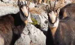 Zirvelerin Asil Sahipleri Erzincan’da Görüntülendi