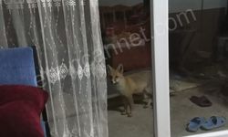 Erzincan'da Soğuk Kış Yaban Hayatını Zorluyor: Tilkiler Köylere İndi