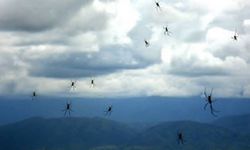 Bilim Açıklamakta Zorlandı: Gökyüzünden Et, Para ve Hayvan Yağdı