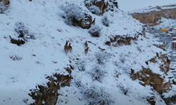 Yoğun Kar Sonrası Kemah’ta Yaban Hayatı İçin Harekete Geçildi