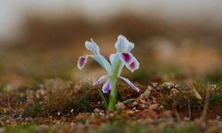 Kar, don, fırtına... Erzincan'a Cemre ne zaman düşecek?