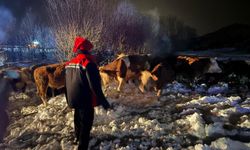 Refahiye’de Korkutan Kaza: Hayvan Yüklü Tır Devrildi