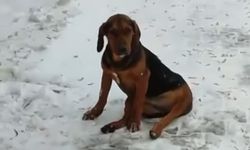 Erzincan’da Yürek Burkan Çağrı: Yaralı Köpek İçin Acil Yardım İsteniyor