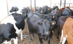 Erzincanlı Besicilerin Dikkatine: Başvuru Listeleri Askıya Çıktı!