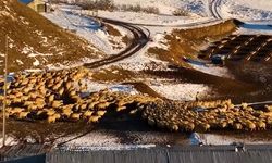 Erzincan'da Karla Kaplı Bölgelerde Üretim Sürüyor: Emek Kışa Direniyor