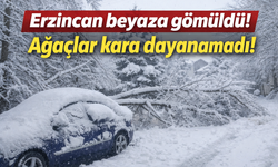 Erzincan beyaza teslim: Karın ağırlığına dayanamayan ağaçlar devrildi!