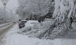 Erzincan'da Devrilen Ağaçlar Tehlike Saçıyor: Dikkatli Olun!