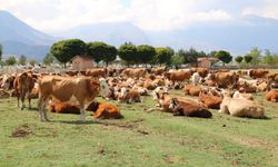 Erzincan’da Damızlık Sektörüne Bilimsel Dokunuş: Kritik Seminer