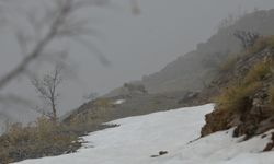 Kemaliye'de ortaya çıktılar: Nefesler tutuldu...