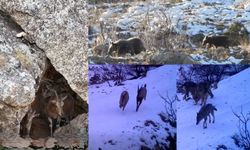 Keçi, kurt, ayı.... Doğada yaşam mücadelesi