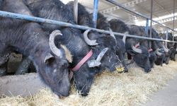 Erzincan’da Rekor Artış! 1 Yılda Yüzde 373 Yükseldi