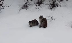 4 Yıla Kadar Cezası Olan Vaşak Erzincan’da Görüntülendi