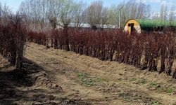 Erzincan’da Meyve Fidanı Satışı Başlıyor