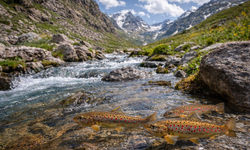 Erzincan’ın Dağ Alabalıkları Nereden Geldi?