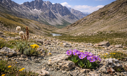 Esence Dağları’nda Sessiz Tehlike: Serpantin Alanlar Kritik Eşikte