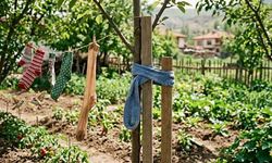 Erzincanlılar Mart ve Nisan ayında çoraplarınızı çöpe değil bahçeye atın