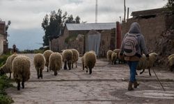 Erzincan’da Hayvancılığa Dev Destek: 100 Küçükbaş Hayvan ve Aylık 15 Bin TL Maaş Gibi Yardım!