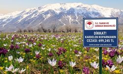 Erzincan'da kardelen zamanı başlıyor: Koparmanın cezası bir servet!