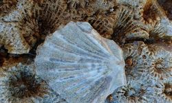 Erzincan’da Milyonlarca Yıllık Fosiller Bulundu...