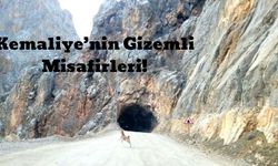 Kemaliye’nin Gizemli Misafirleri: Dağ Keçileri Tünel Girişinde Görüntülendi!
