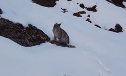 Nesli Tehlike Altındaki Vaşak Erzincan’da Avlanırken Görüntülendi