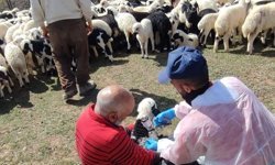 Erzincan'da ekipler ev ev dolaşıyor...