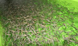 Erzincan’da Dev Yatırım: Üretim Başladı