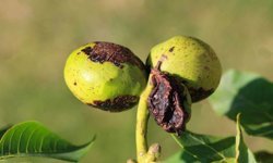 Ceviz Bahçelerinde Alarm: Doğru Zaman Hayati Önemde