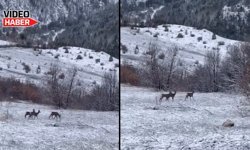 Bu Görüntüler Erzincan Refahiye’de Kaydedildi