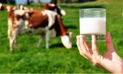 Tüketiciyi Üzen Üreticiyi Sevindiren Haber: Süt Üreticisine %9,36 Zam Geldi