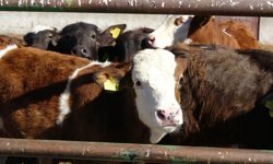 Erzincan’ın En Kritik Seçiminde Sandıklar Kurulamadı