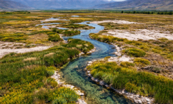 Bilim İnsanlarını Şaşırtan Alan: Erzincan’da Eşsiz Ekosistem