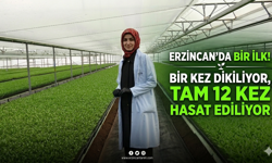 Erzincan'da Bir İlk! Bir Kez Dikiliyor, Tam 12 Kez Hasat Ediliyor