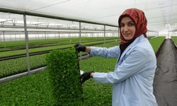 Erzincan'da Doğu Anadolu’nun Fide Devinde Kadın Eli