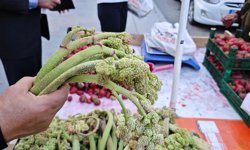 Erzincan’da ışkın çıktı. İşte fiyatı…