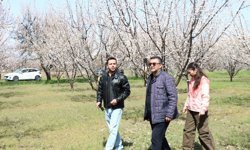 Erzincan’da kayısı için kritik iş birliği arazi çalışmaları sürüyor