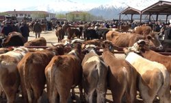 Erzincan’da Kurbanlıklar Görücüye Çıktı. İşte Pazar Fiyatları...