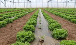 Bu Model Çiftçinin Yüzünü Güldürüyor: Erzincan’da Örnek Üretim...