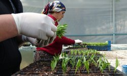 Erzincan’ın ilk serasından çevre illere fide üretimi